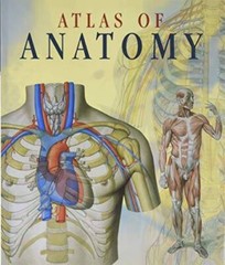Atlas of Human Anatomy – Paperback By et. al. Dr. Giovanni Iazzetti – GOOD