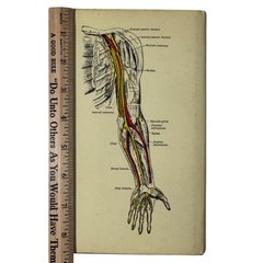 The Concise Grays Anatomy Book by C.H. Leonard AM MD Chartwell Books 1983 Omega