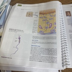 Anatomy & Physiology Laboratory Manual 10th Edition For Saladin Eric Wise