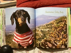 CRUSOE, THE WORDLY WIENER DOG, DACHSHUND, EXC. COND,230 PAGES/ FREE POSTAGE!!!!!