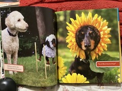 CRUSOE, THE WORDLY WIENER DOG, DACHSHUND, EXC. COND,230 PAGES/ FREE POSTAGE!!!!!