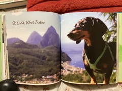 CRUSOE, THE WORDLY WIENER DOG, DACHSHUND, EXC. COND,230 PAGES/ FREE POSTAGE!!!!!