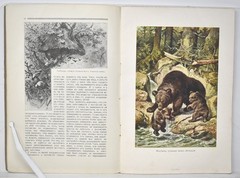 1914 Knowledge For Everyone Знание для всех Care Of Offspring In Animals Russian