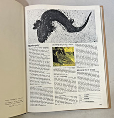 Funk and Wagnalls ~ Wildlife Encyclopedia ~ Vol 13 ~ 1974 ~ Hardcover