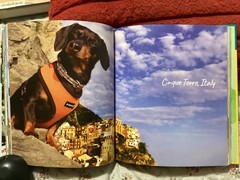 CRUSOE, THE WORDLY WIENER DOG, DACHSHUND, EXC. COND,230 PAGES/ FREE POSTAGE!!!!!