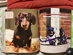 CRUSOE, THE WORDLY WIENER DOG, DACHSHUND, EXC. COND,230 PAGES/ FREE POSTAGE!!!!!