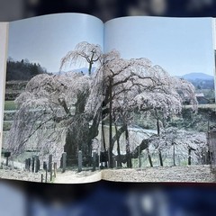 Japanese Cherry Blossoms Hardcover Book | Wide版 152 pages 7.4 x 10.3 in