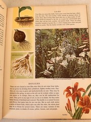 1962 The Golden Book of Gardening by Frances Giannini & Seymour Reit