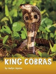 King Cobras (Animals) – GOOD